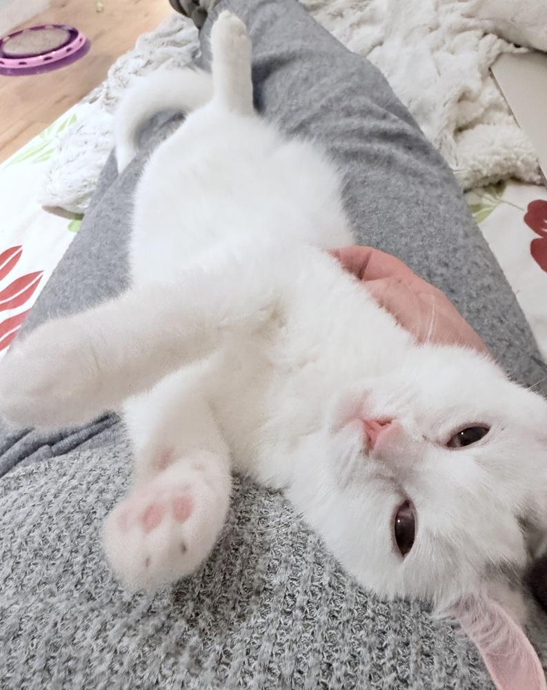 Enlarge Kierra, a Adoptable mixed breed in Warren, CT image 1/6