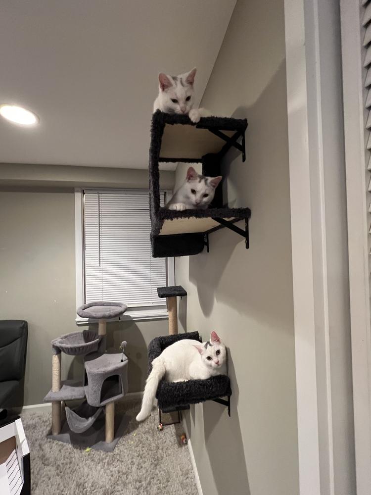 Enlarge Kierra, a Adoptable mixed breed in Warren, CT image 2/6