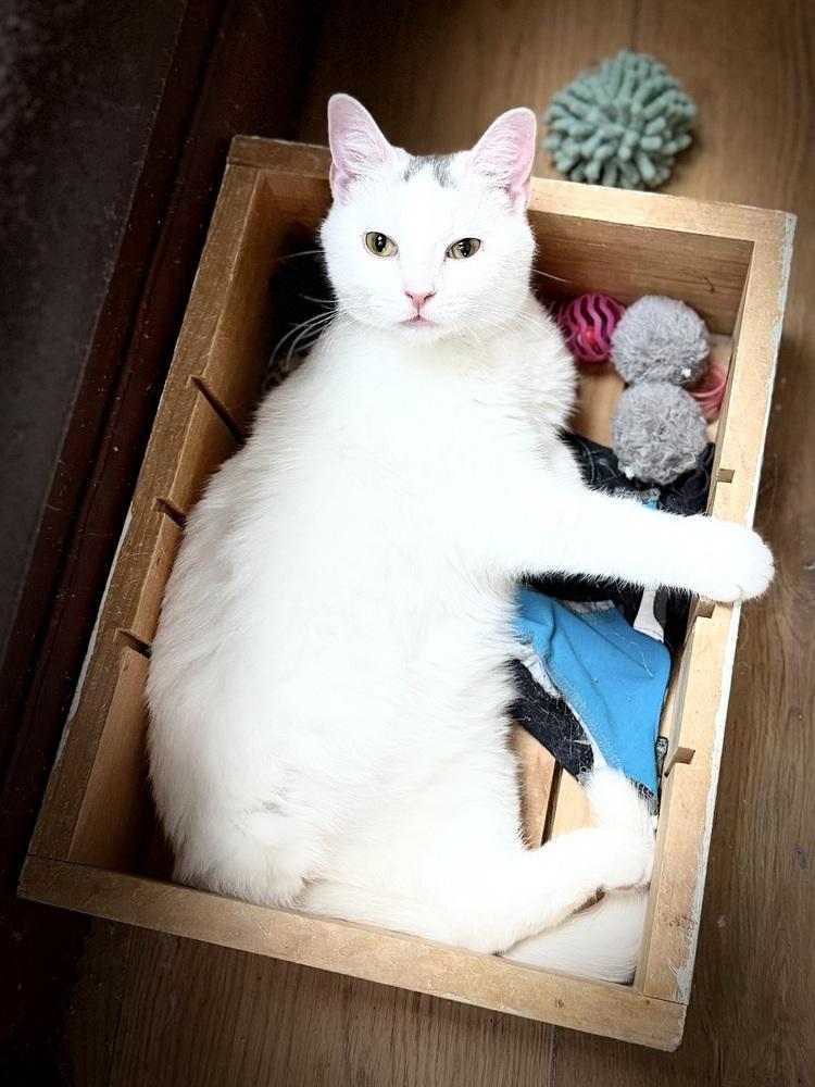 Enlarge Kierra, a Adoptable mixed breed in Warren, CT image 3/6