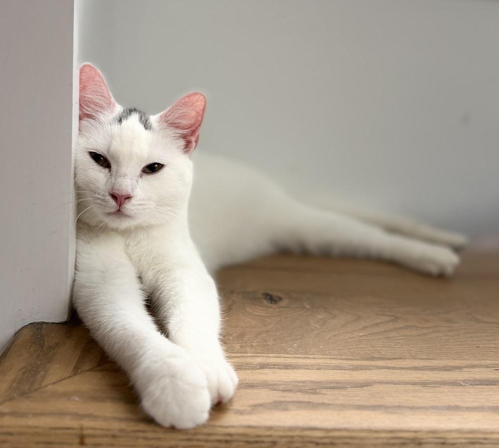 Enlarge Kierra, a Adoptable mixed breed in Warren, CT image 4/6