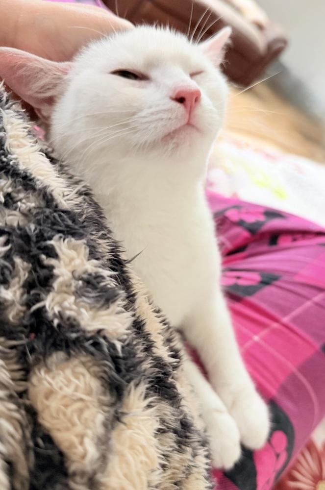 Enlarge Kierra, a Adoptable mixed breed in Warren, CT image 5/6