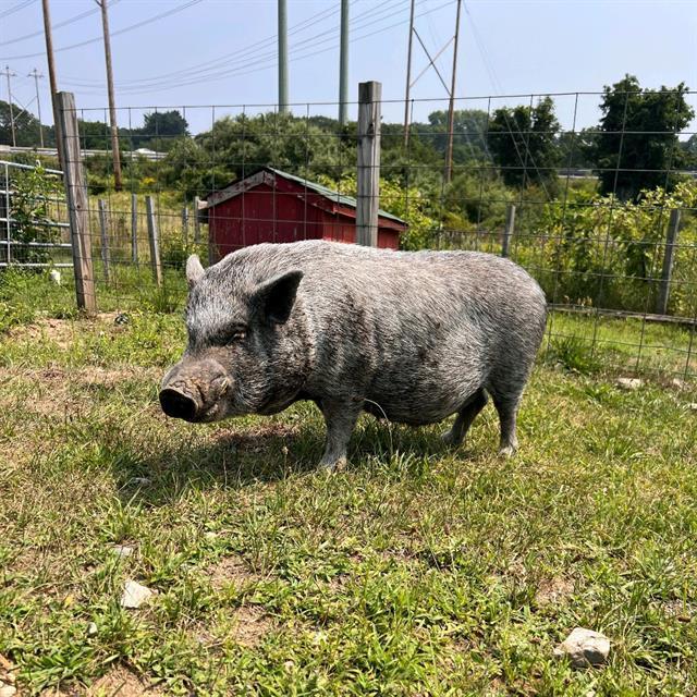 HAMILTON, Adoptable, Adult Male Pig.