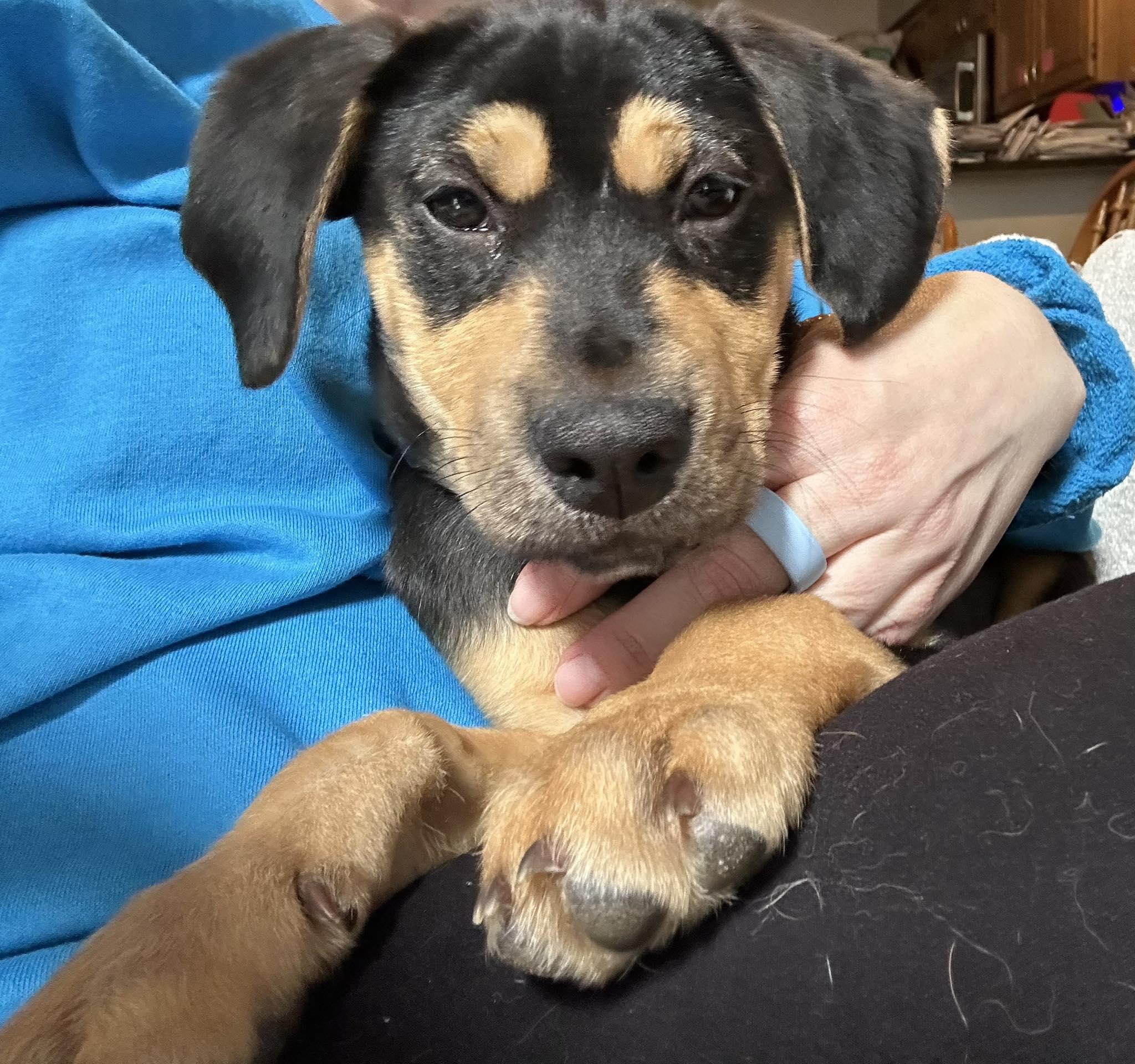 Enlarge Daisy, an adopted mixed breed in Albany, NY image 1/1