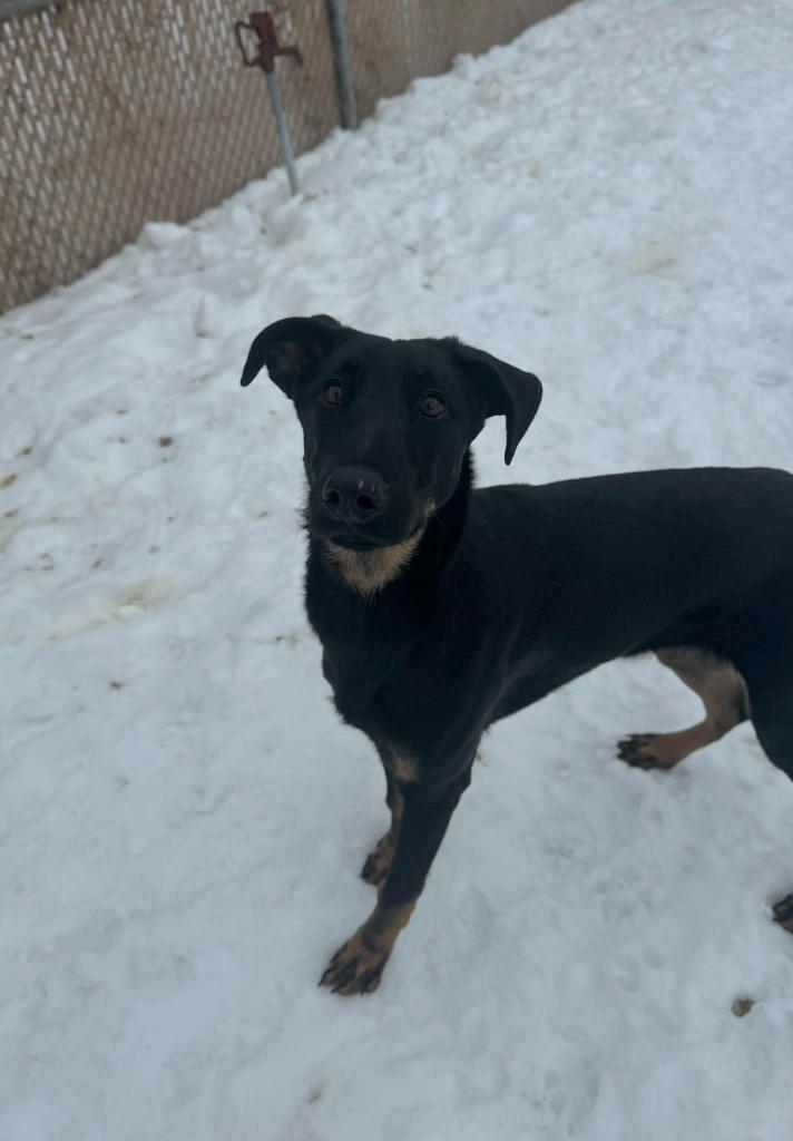 Myrtle, Adoptable, Young Female Mixed Breed.