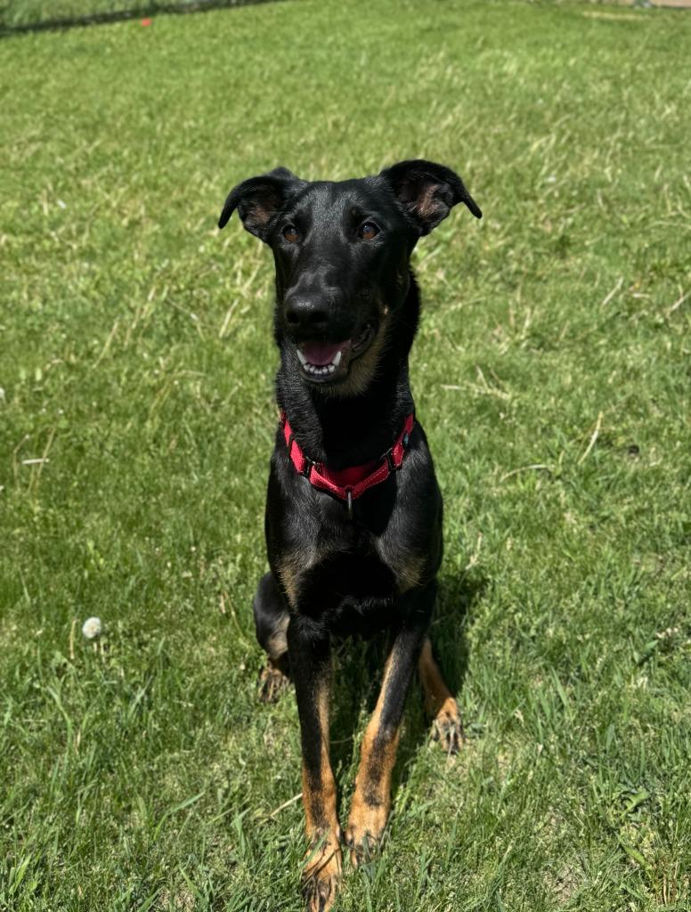 Myrtle, a Adoptable Mixed Breed in Grand Forks, ND image 4/6