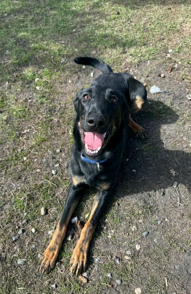 Myrtle, a Adoptable Mixed Breed in Grand Forks, ND image 5/6