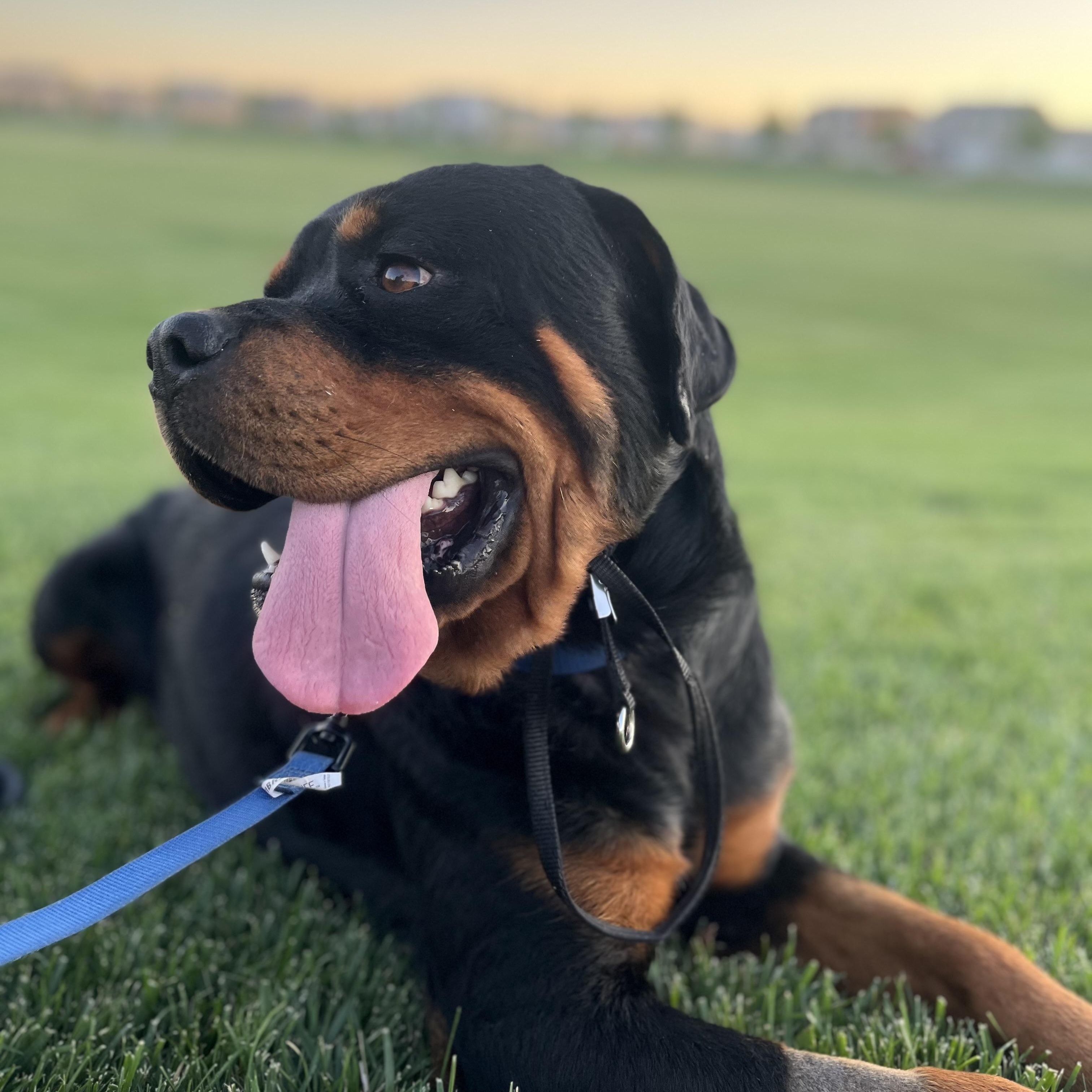 Enlarge Suge, a Adoptable Rottweiler in Manteca, CA image 1/5