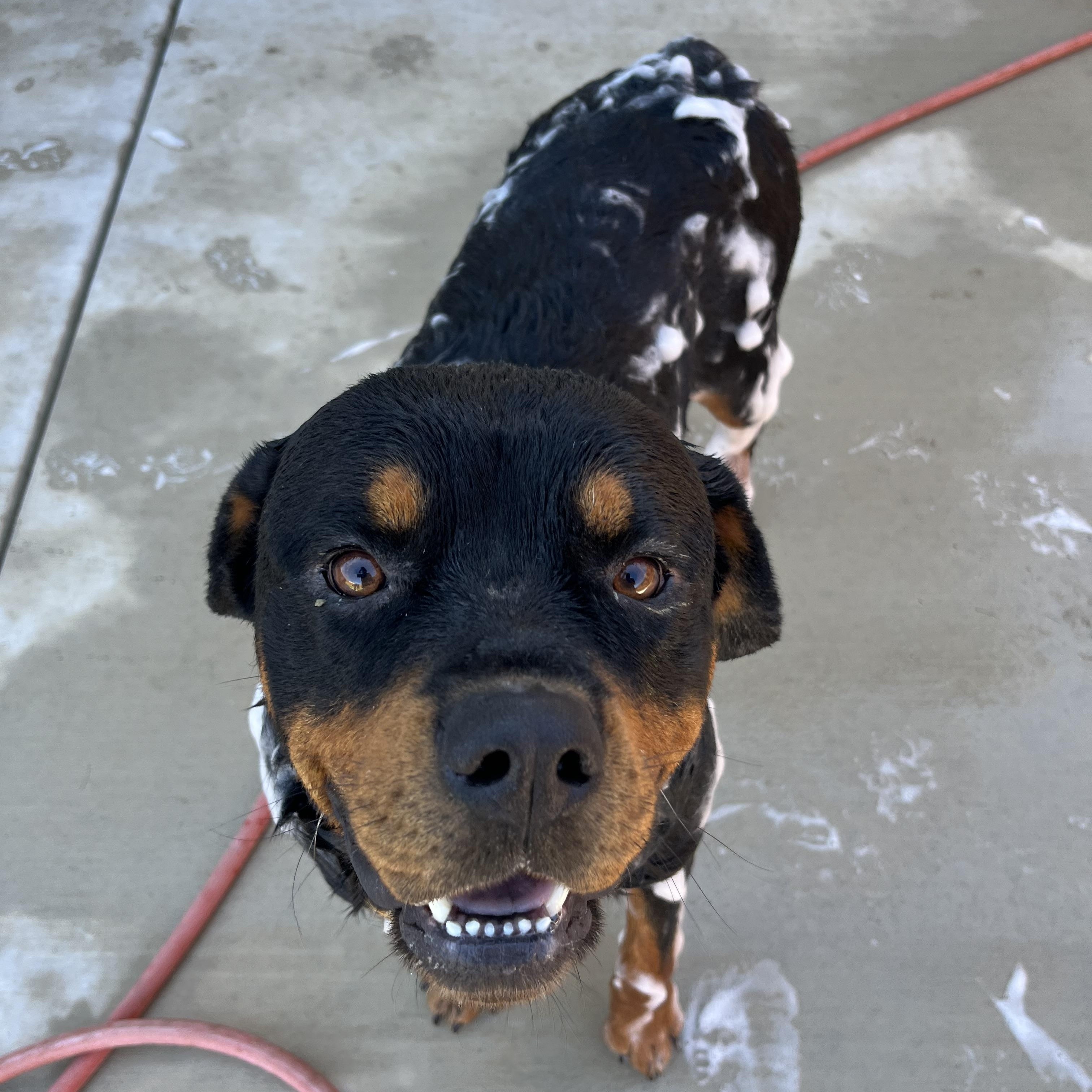 Enlarge Suge, a Adoptable Rottweiler in Manteca, CA image 3/5