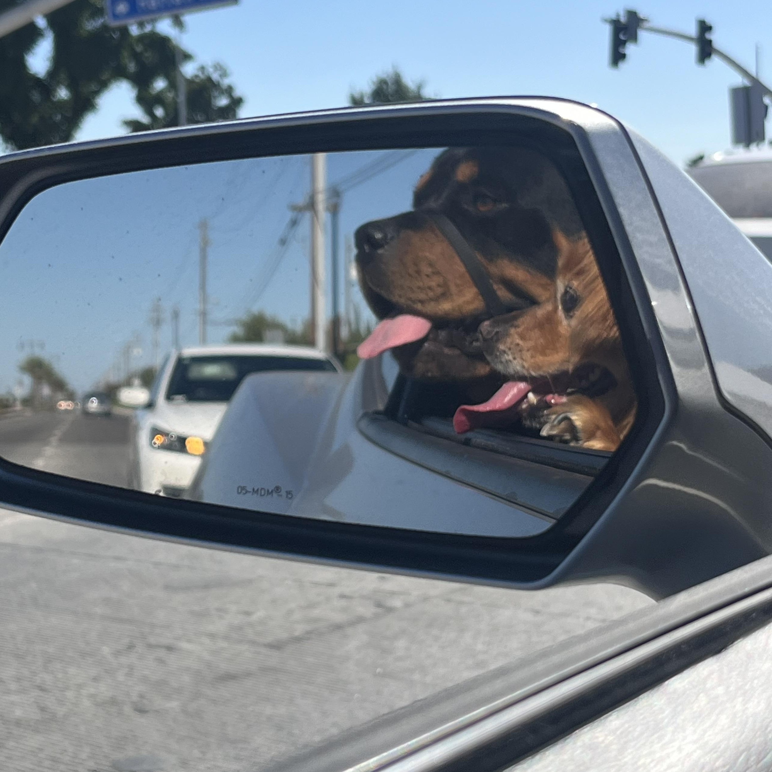 Enlarge Suge, a Adoptable Rottweiler in Manteca, CA image 2/5