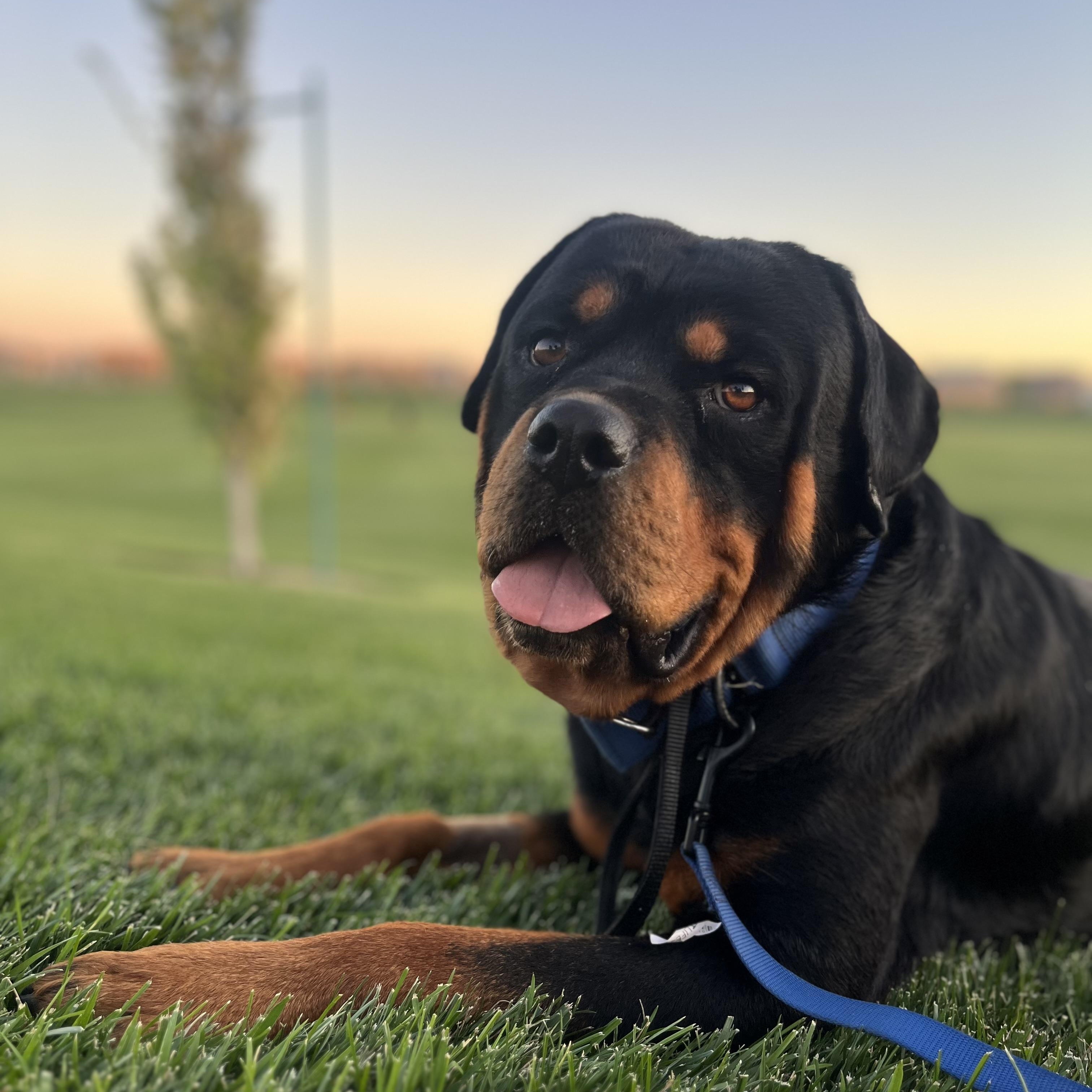 Enlarge Suge, a Adoptable Rottweiler in Manteca, CA image 4/5