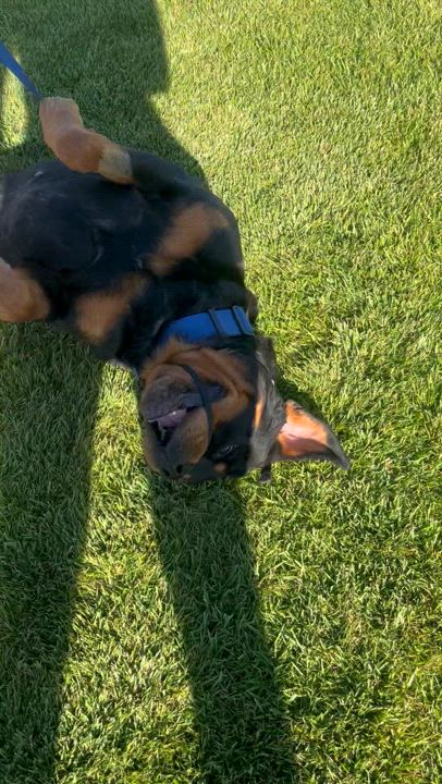 Enlarge Suge, a Adoptable Rottweiler in Manteca, CA video 5/5