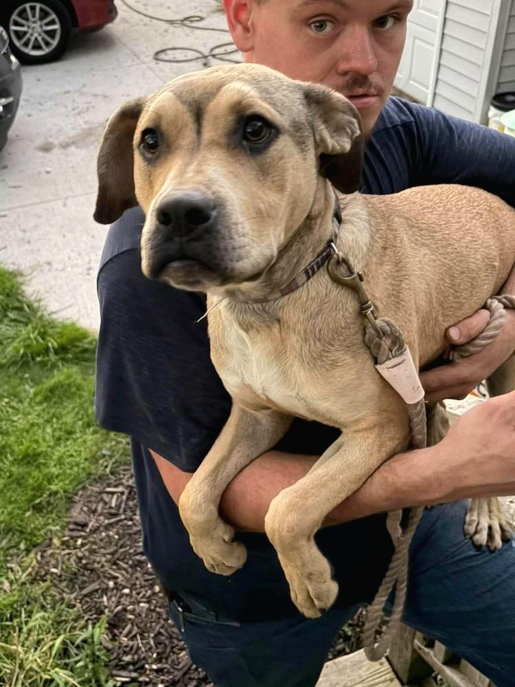 Enlarge Adam, a Adoptable mixed breed in Dorr, MI image 2/5