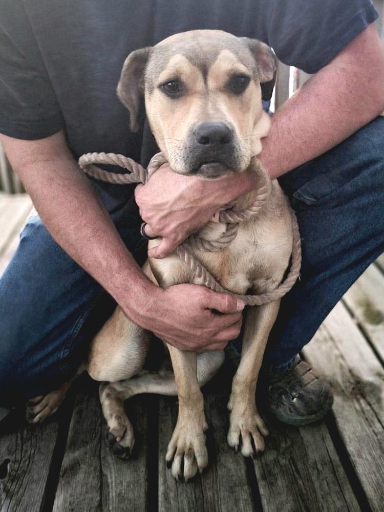 Enlarge Adam, a Adoptable mixed breed in Dorr, MI image 3/5