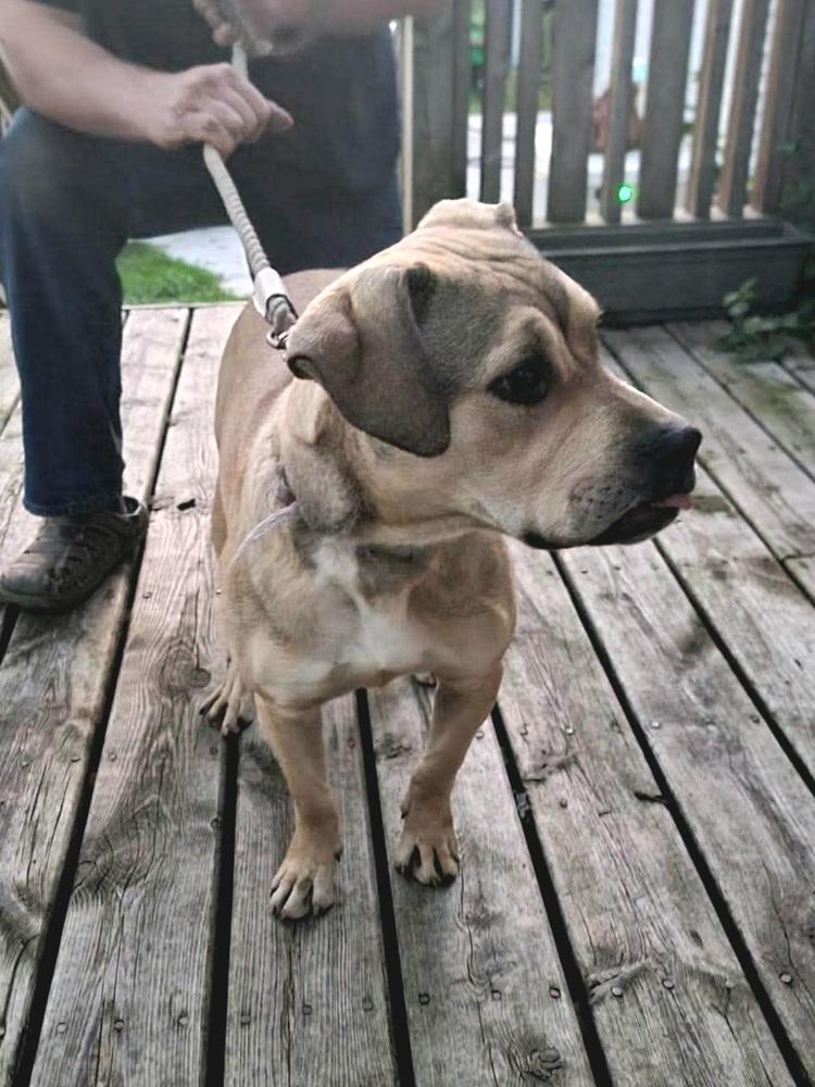 Enlarge Adam, a Adoptable mixed breed in Dorr, MI image 4/5