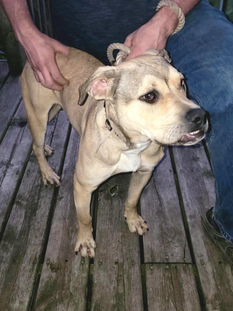 Enlarge Adam, a Adoptable mixed breed in Dorr, MI image 5/5