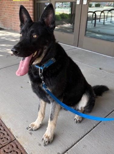 Shadow, a Adoptable German Shepherd Dog in Pasco, WA image 1/6