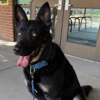 Shadow, Adoptable, Adult Male German Shepherd Dog.