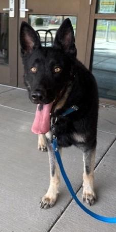 Shadow, a Adoptable German Shepherd Dog in Pasco, WA image 3/6