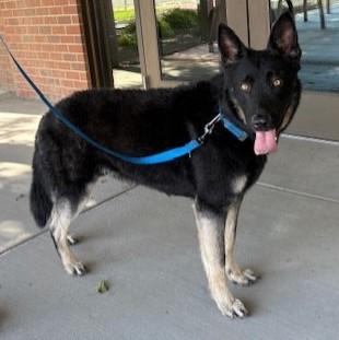Shadow, a Adoptable German Shepherd Dog in Pasco, WA image 4/6