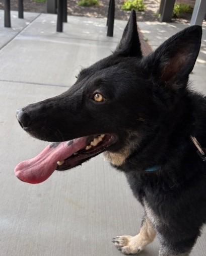 Shadow, a Adoptable German Shepherd Dog in Pasco, WA image 5/6