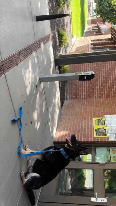 Enlarge Shadow, a Adoptable German Shepherd Dog in Pasco, WA video 6/6