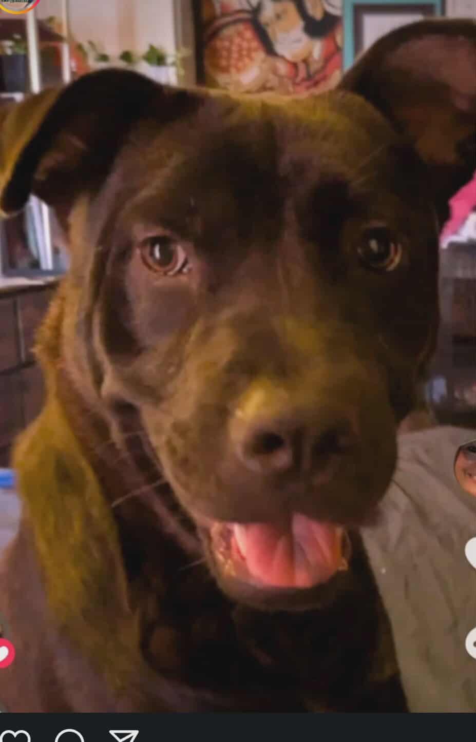 Grace, Adoptable, Young Female Black Labrador Retriever.