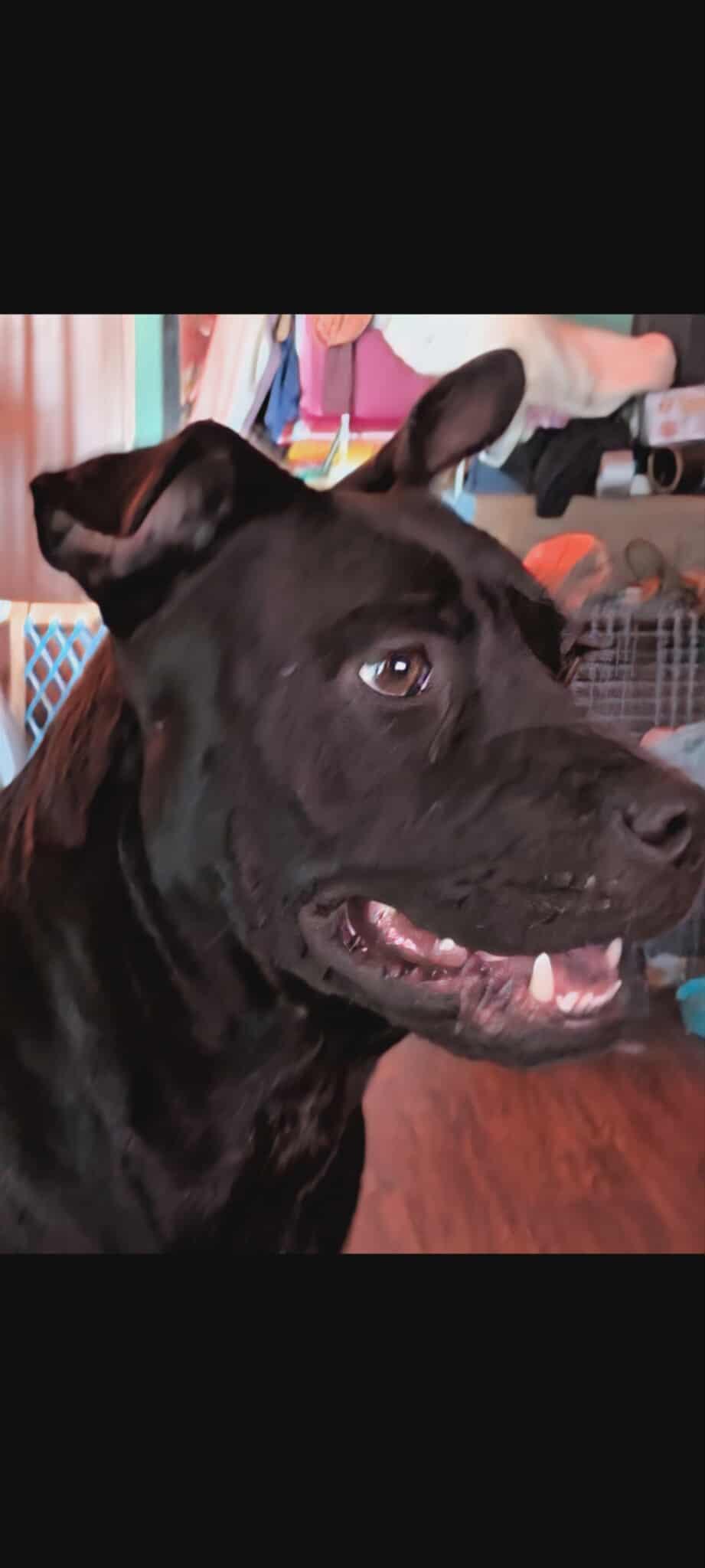 Enlarge Grace, a Adoptable mixed breed in Dallas, TX image 2/3