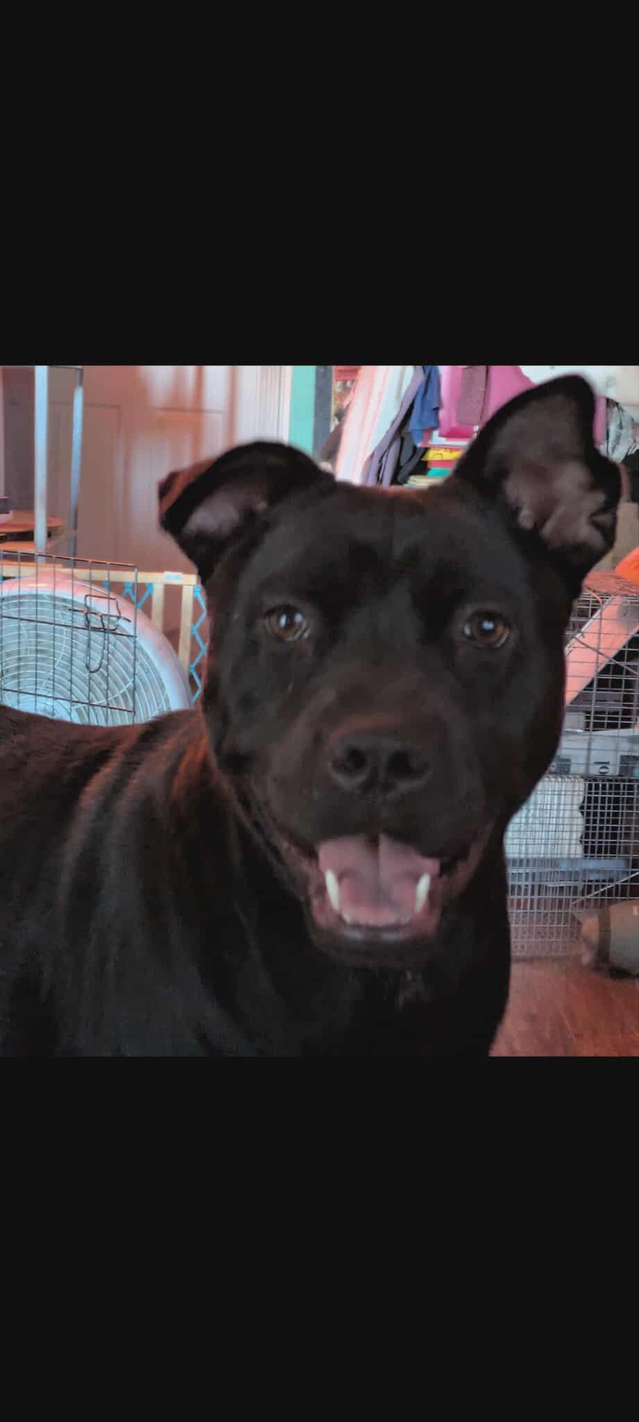 Enlarge Grace, a Adoptable mixed breed in Dallas, TX image 3/3