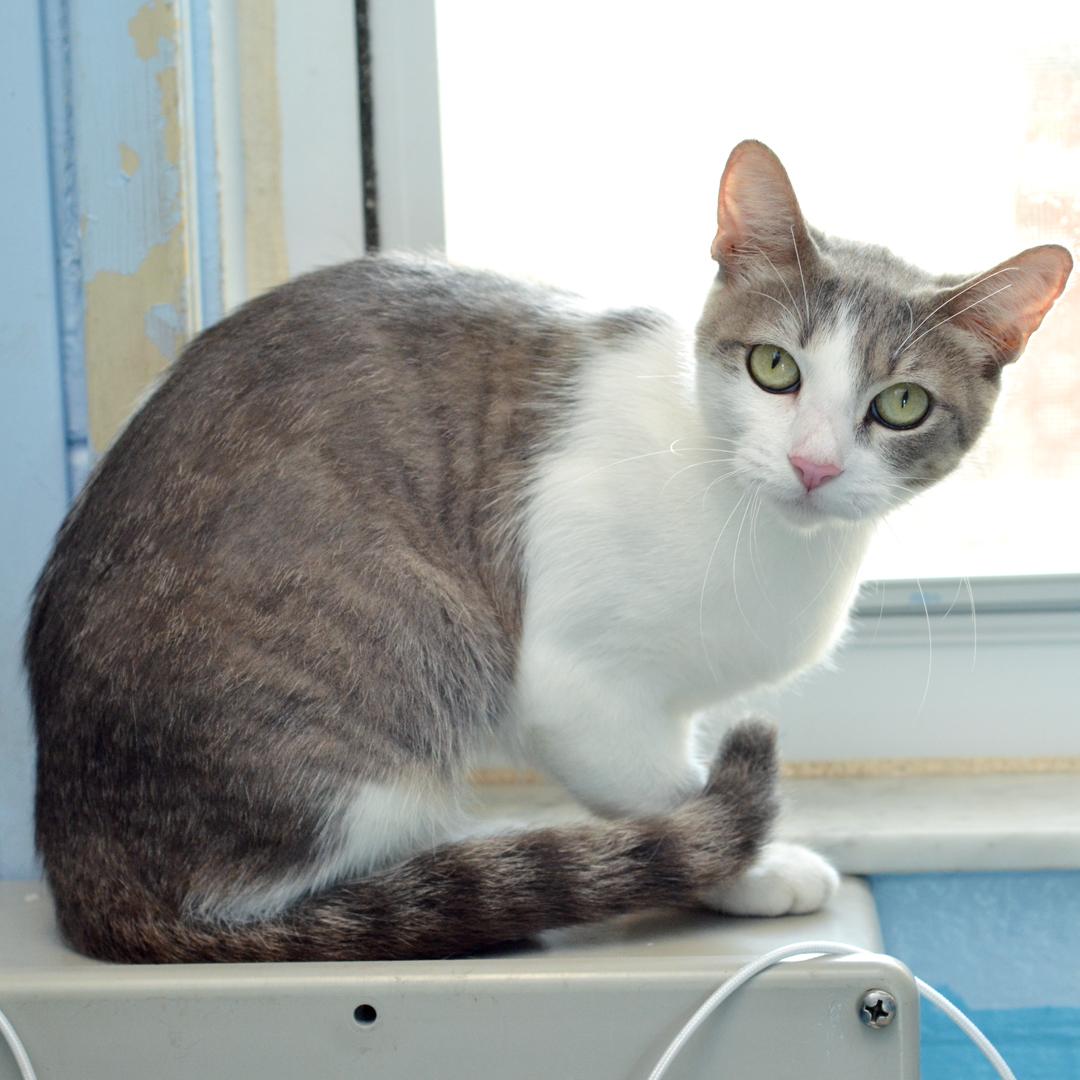 Enlarge Spatula, an adopted mixed breed in Sanford, FL image 2/2