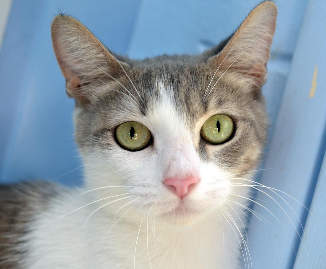 Spatula, adopted, Adult Female Domestic Short Hair & Tiger.