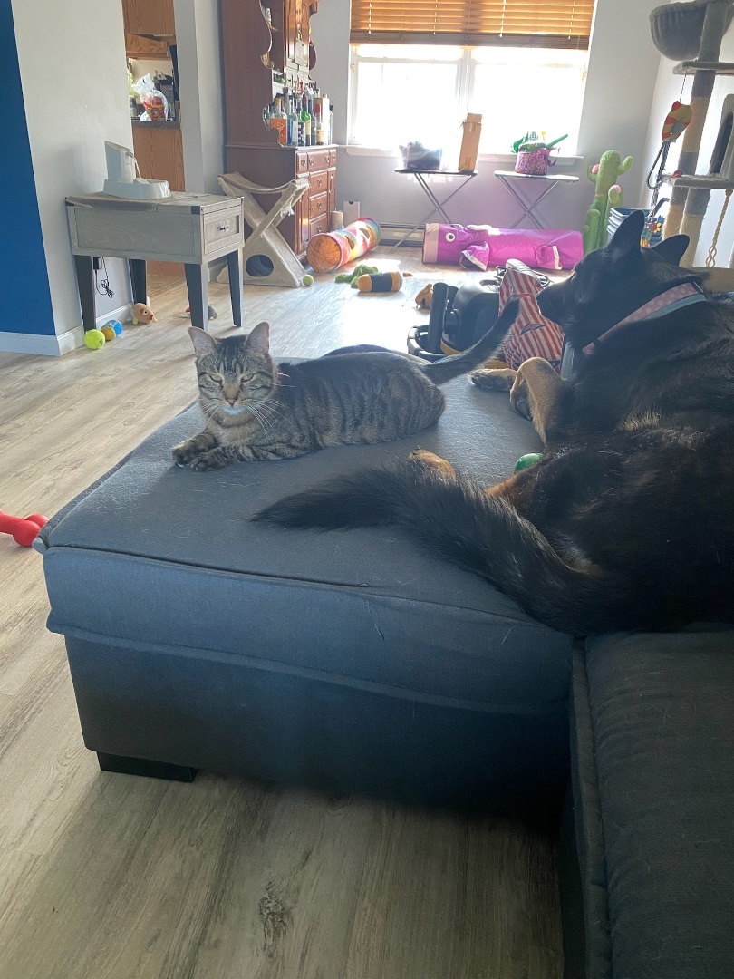 Enlarge Tiger, a Adoptable Domestic Short Hair in Holbrook, NY image 1/4