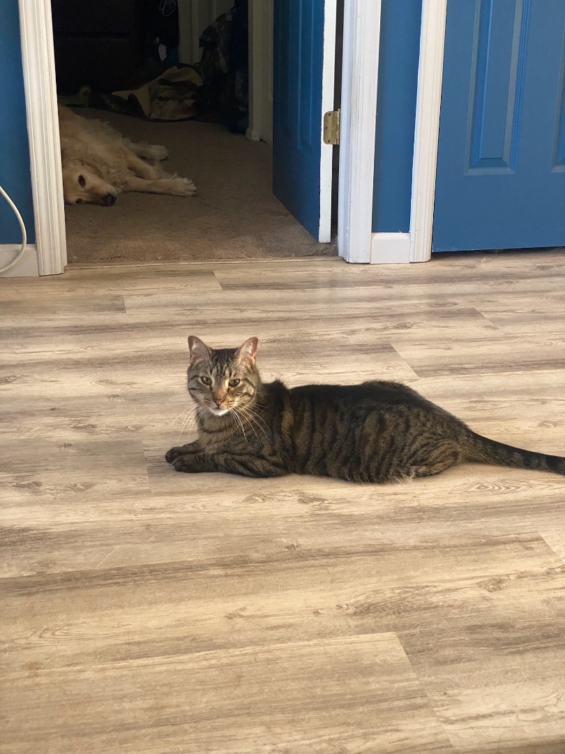 Enlarge Tiger, a Adoptable Domestic Short Hair in Holbrook, NY image 2/4