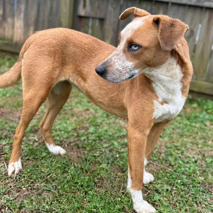 Enlarge Queen, a Adoptable mixed breed in Starkville, MS image 2/6