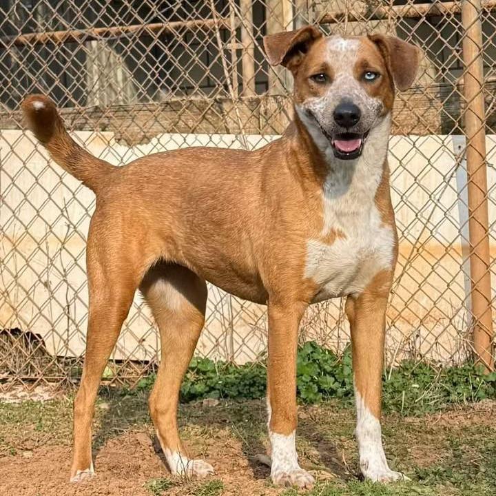 Enlarge Queen, a Adoptable mixed breed in Starkville, MS image 3/6