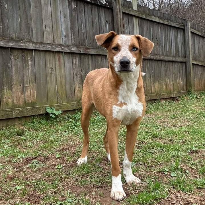 Enlarge Queen, a Adoptable mixed breed in Starkville, MS image 4/6