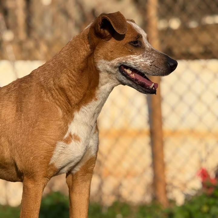 Enlarge Queen, a Adoptable mixed breed in Starkville, MS image 5/6