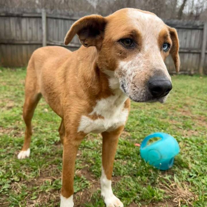 Enlarge Queen, a Adoptable mixed breed in Starkville, MS image 6/6