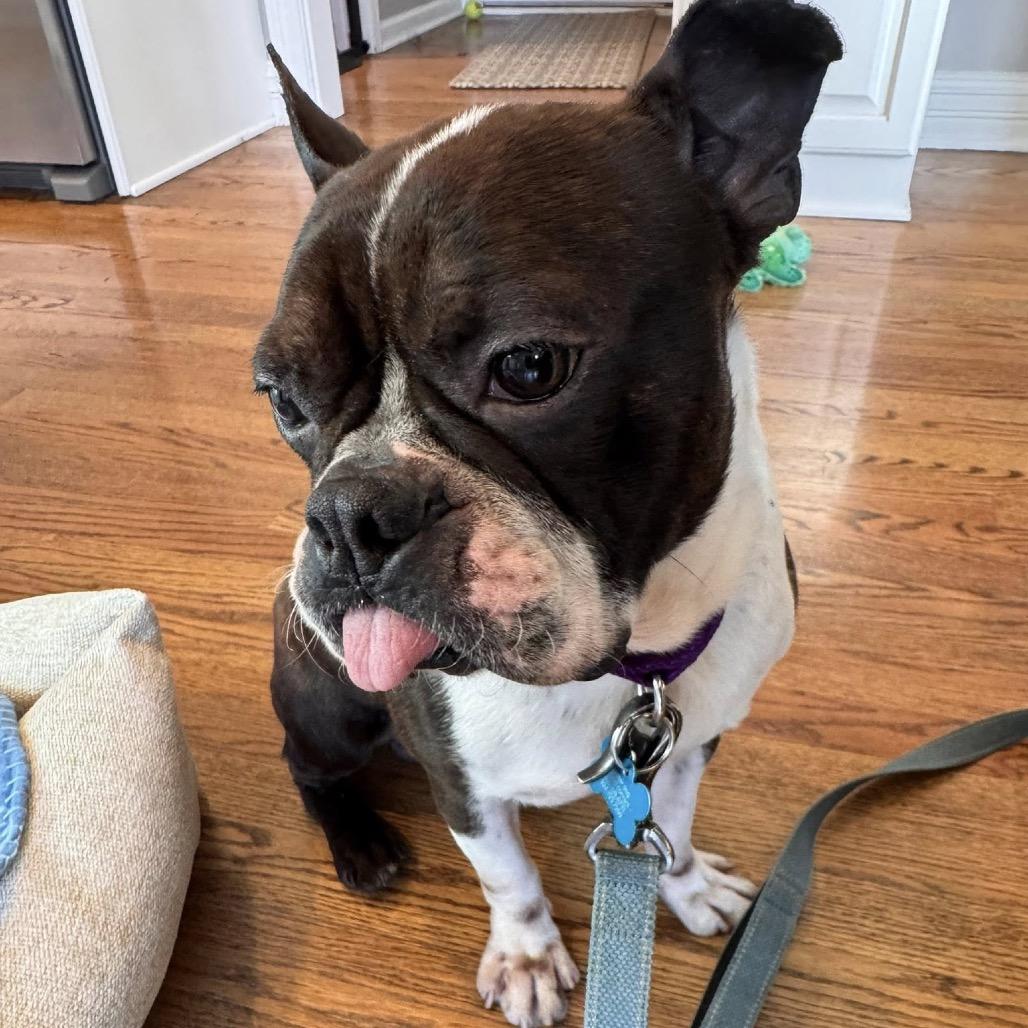 Malachite, a Adoptable Boston Terrier in St. Charles, IL image 2/5