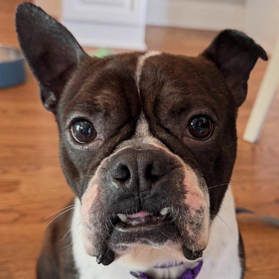 Malachite, a Adoptable Boston Terrier in St. Charles, IL image 3/5