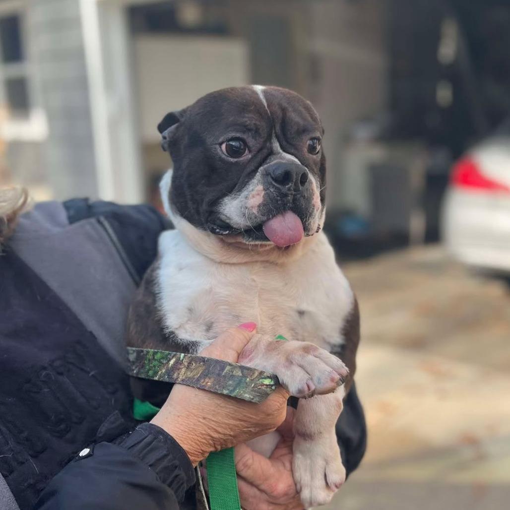 Malachite, a Adoptable Boston Terrier in St. Charles, IL image 5/5