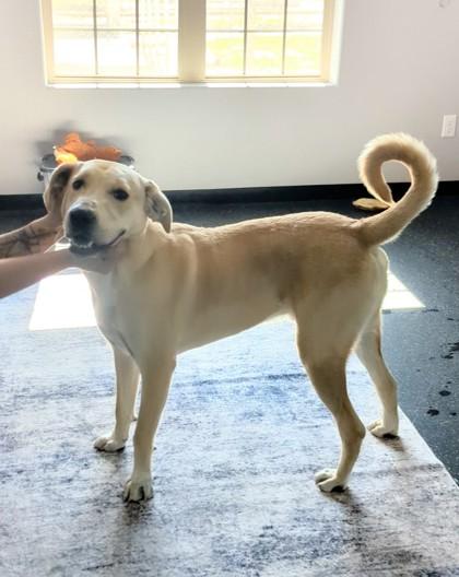 Cheddar, Adoptable, Young Male Labrador Retriever & Mixed Breed.