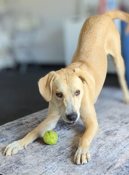 Enlarge Cheddar, a Adoptable mixed breed in Portola, CA image 2/3