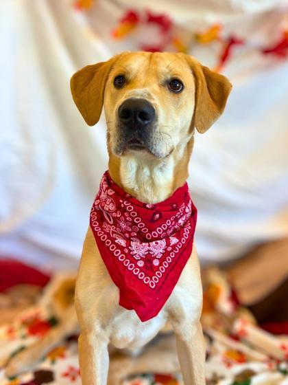 Enlarge Cheddar, a Adoptable mixed breed in Portola, CA image 1/3