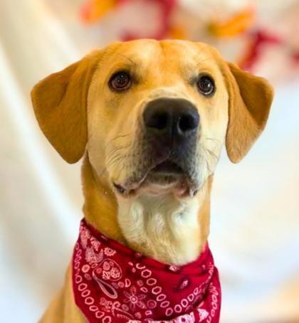 Enlarge Cheddar, a Adoptable mixed breed in Portola, CA image 2/3