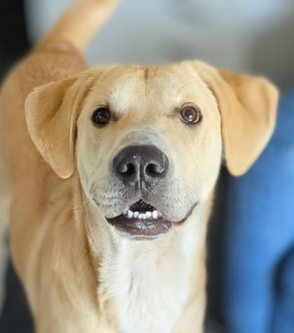 Enlarge Cheddar, a Adoptable mixed breed in Portola, CA image 3/3