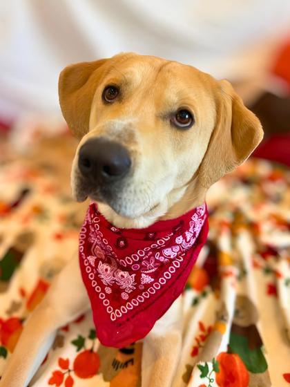 Enlarge Cheddar, a Adoptable mixed breed in Portola, CA image 3/3