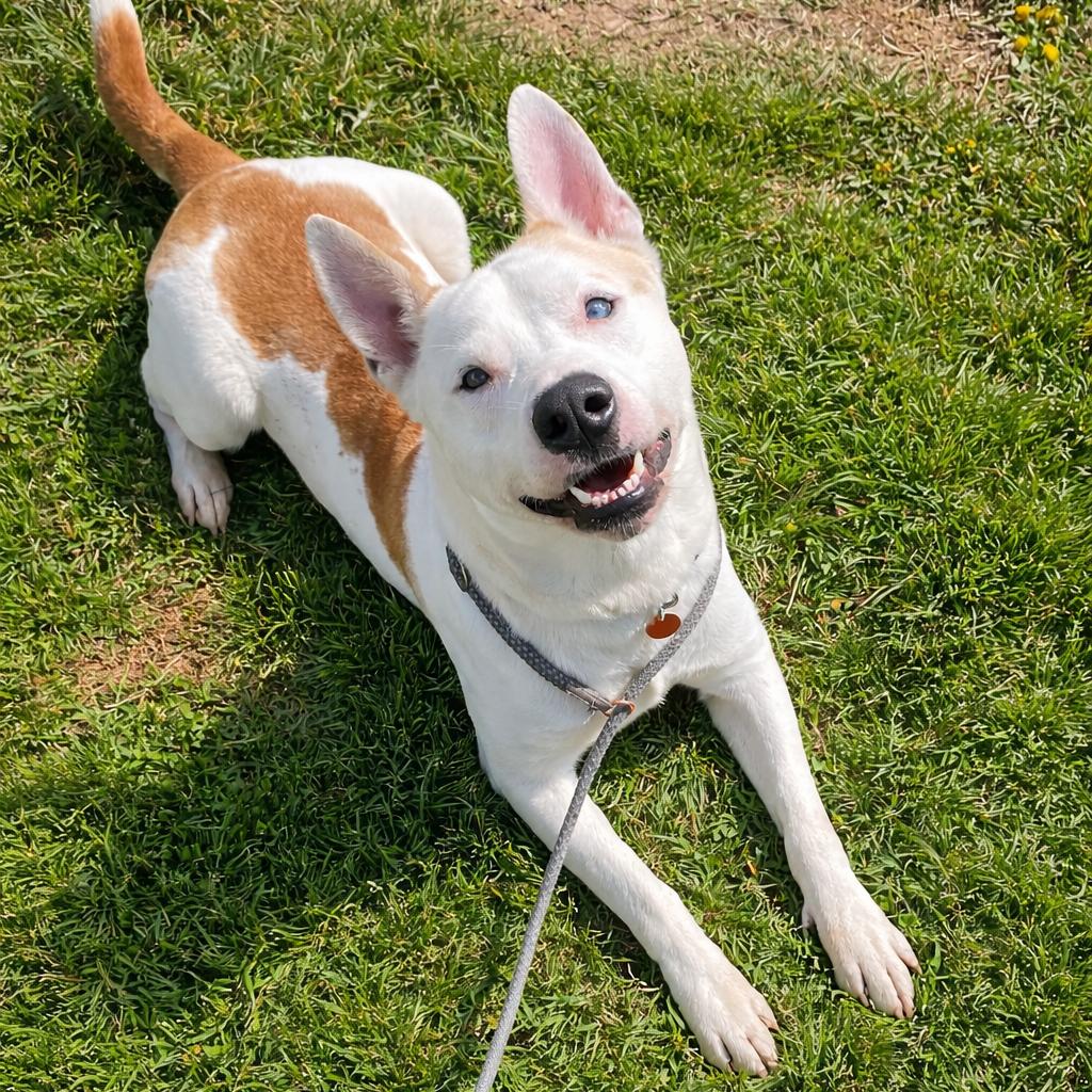 Ashton, Adoptable, Adult Male Husky.