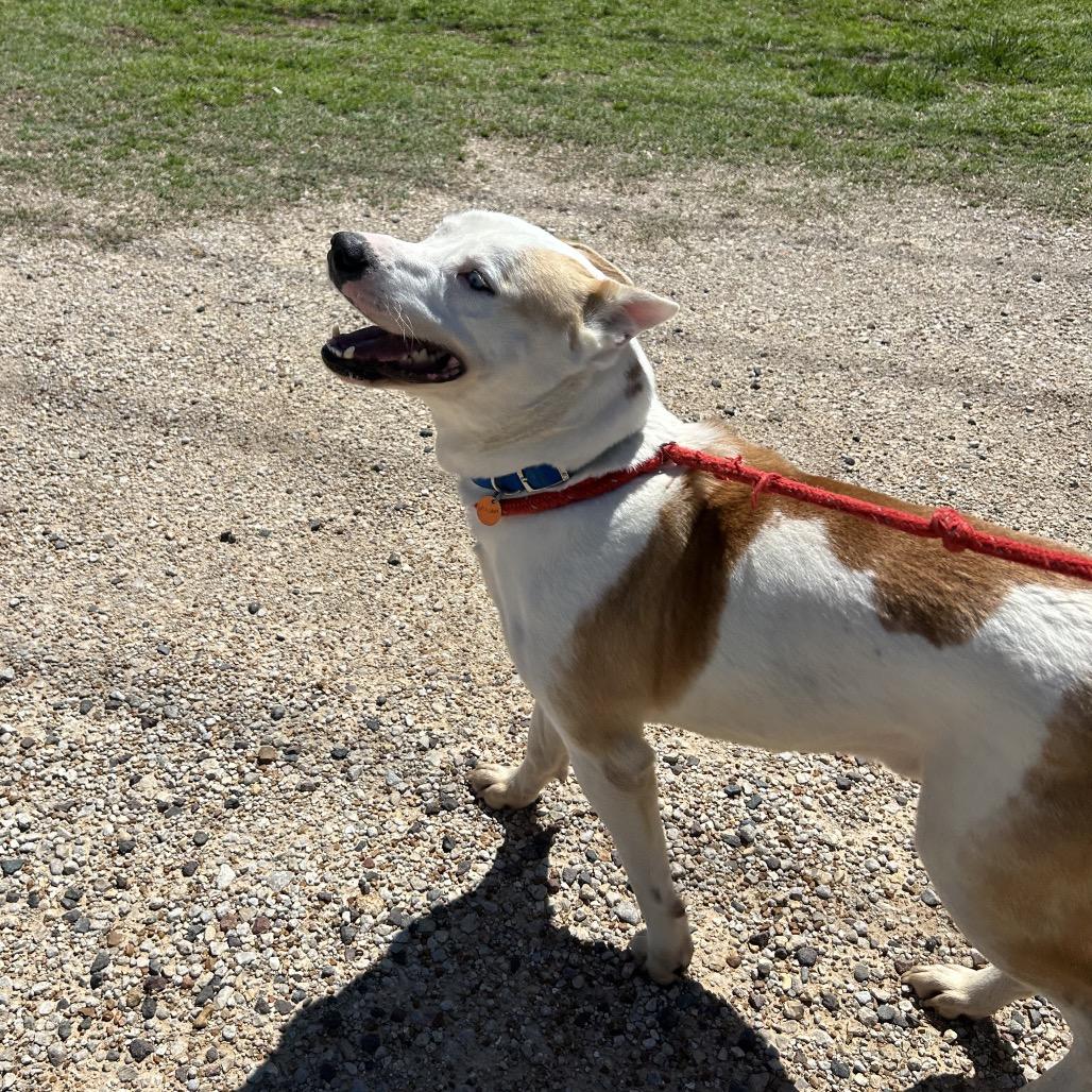 Enlarge Ashton, a Adoptable mixed breed in Springfield, MO image 2/6