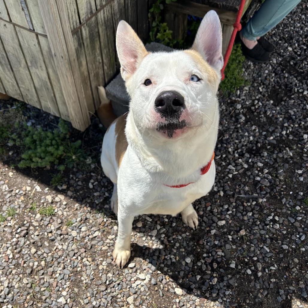 Enlarge Ashton, a Adoptable mixed breed in Springfield, MO image 3/6