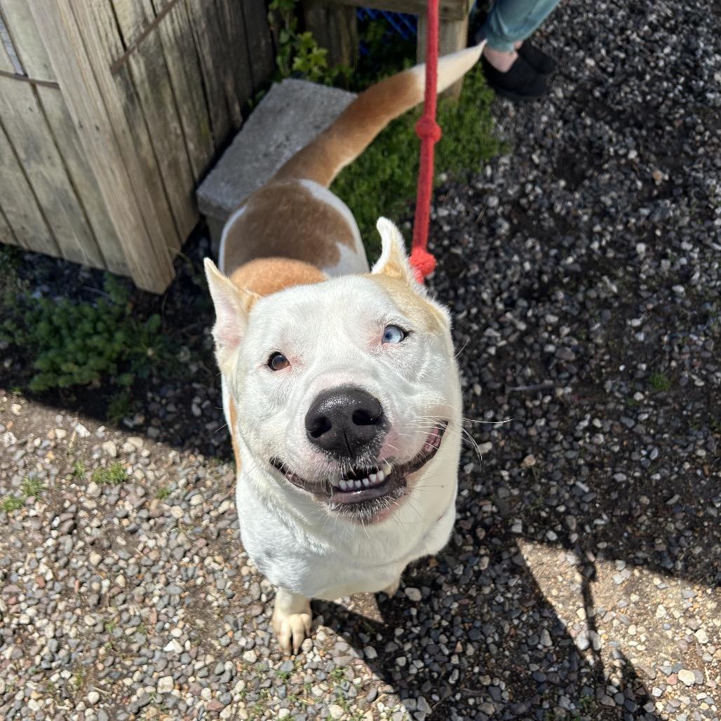 Enlarge Ashton, a Adoptable mixed breed in Springfield, MO image 4/6